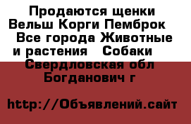 Продаются щенки Вельш Корги Пемброк  - Все города Животные и растения » Собаки   . Свердловская обл.,Богданович г.